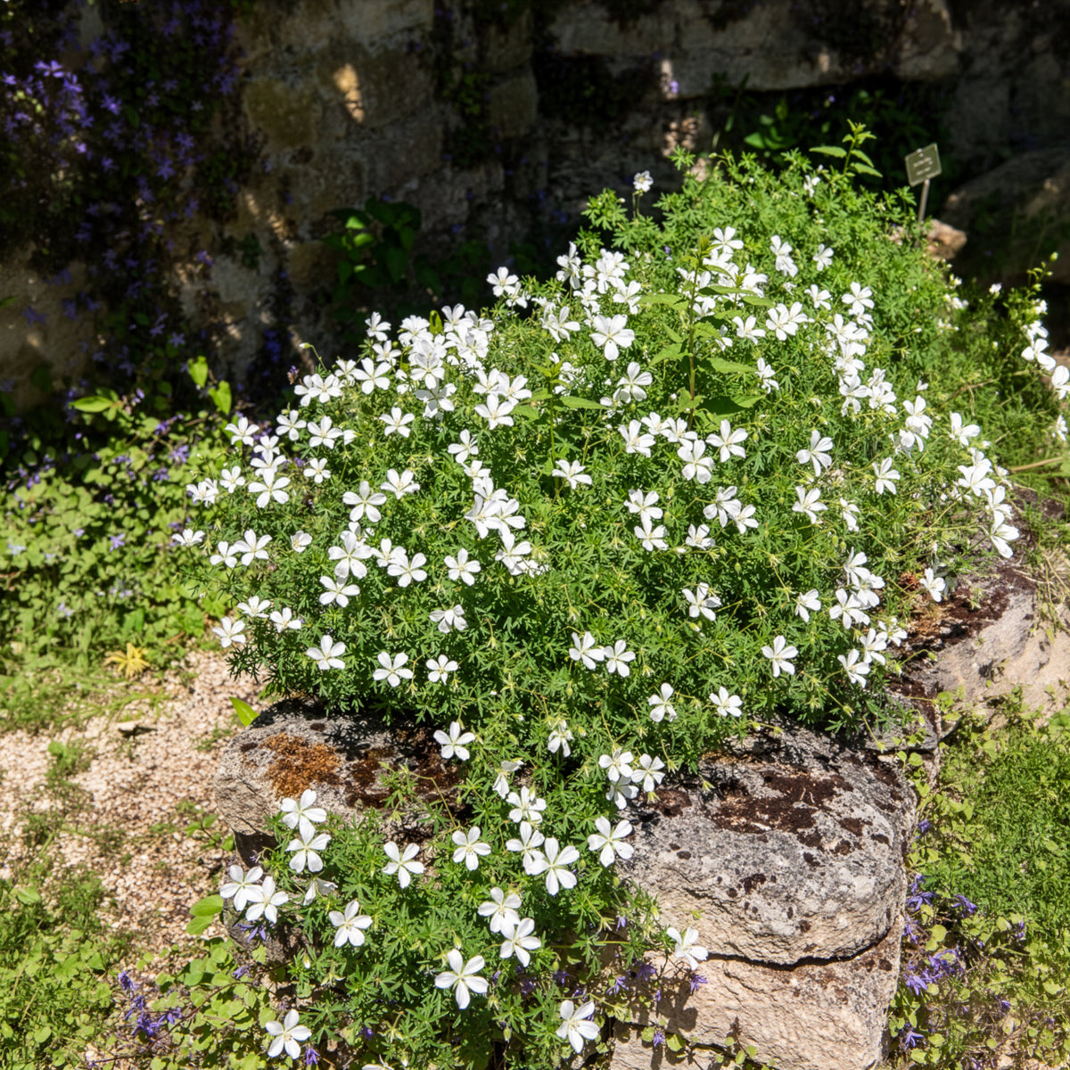 Verkoop Bloedooievaarsbek Album - Geranium sanguineum Album