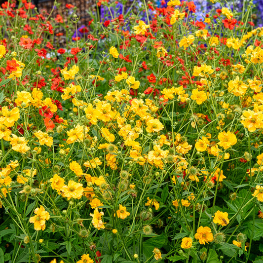 Nagelkruid Lady Stratheden - Bakker