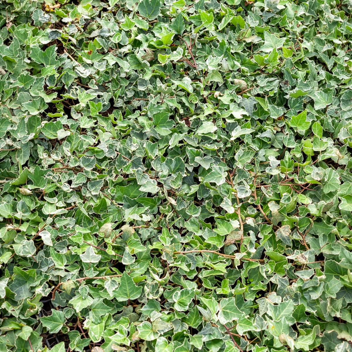 Hedera helix Glacier - Klimop - Klimop - Hedera