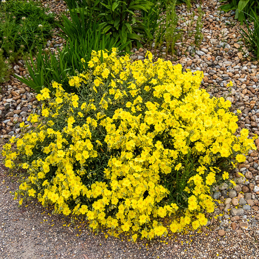 Zonneroosje Wisley Primrose - Bakker