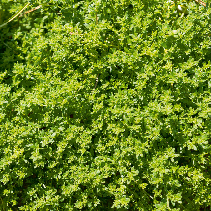 Vaste planten - Kaal breukkruid - Herniaria glabra