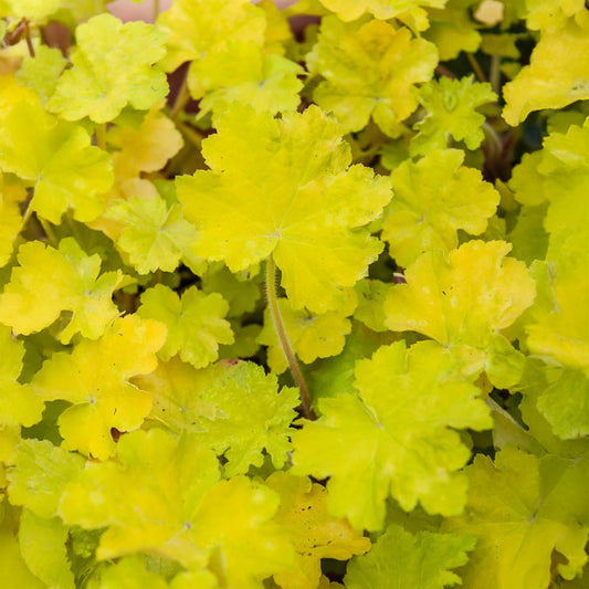 Purperklokje 'Citronelle' ® - Bakker