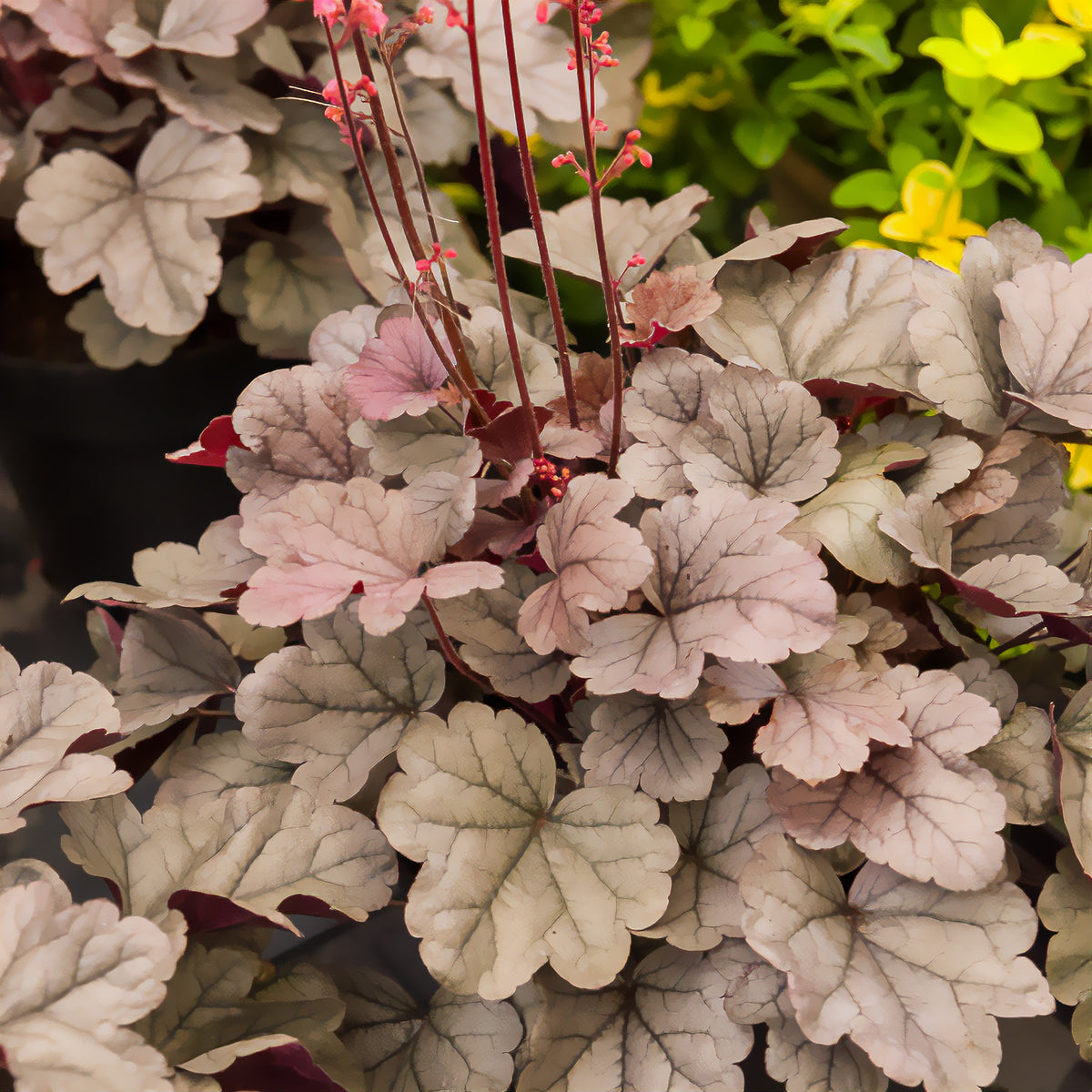 Heuchera silver gumdrop ( dolce series ) - Purperklokje 'Silver Gumdrop' - Heuchera - Purperklokje