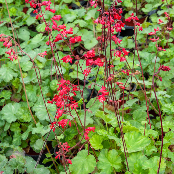 Purperklokjes Leuchtkäfer - Bakker