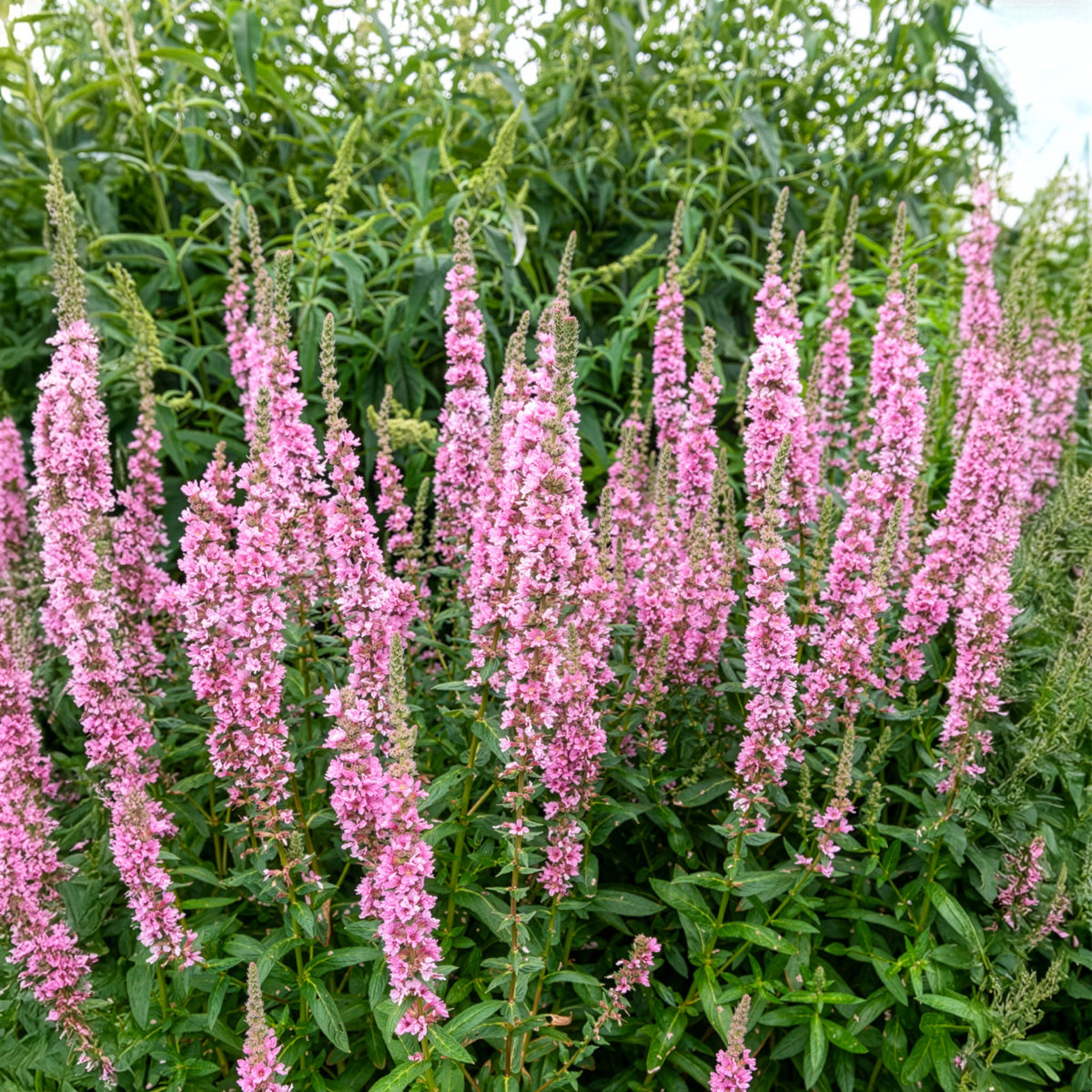 Lythrum salicaria Blush - Kattenstaart Blush - Grote kattenstaart