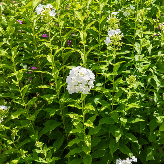 Vlambloem Fujiyama