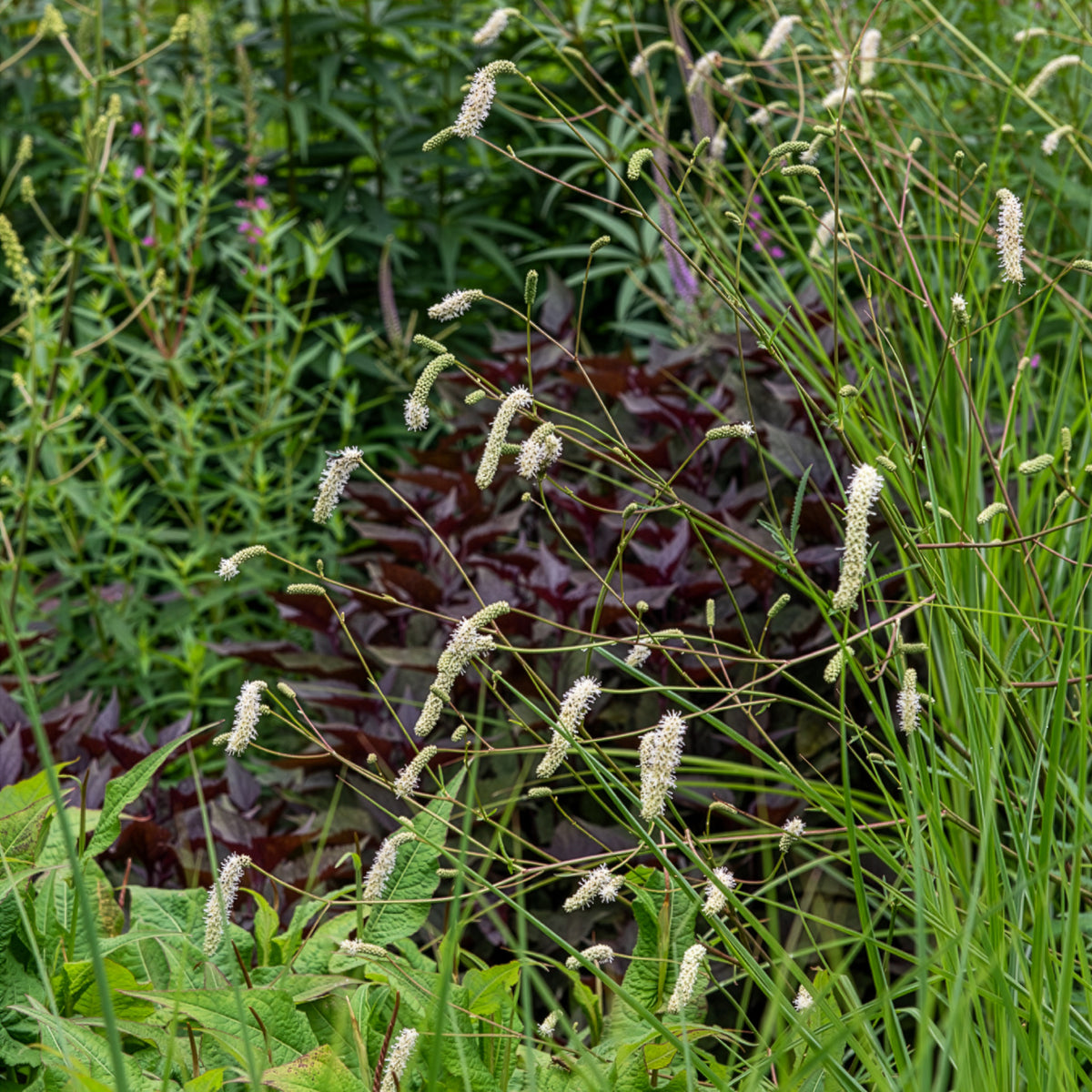 Pimpernel Alba - Sanguisorba tenuifolia - Bakker