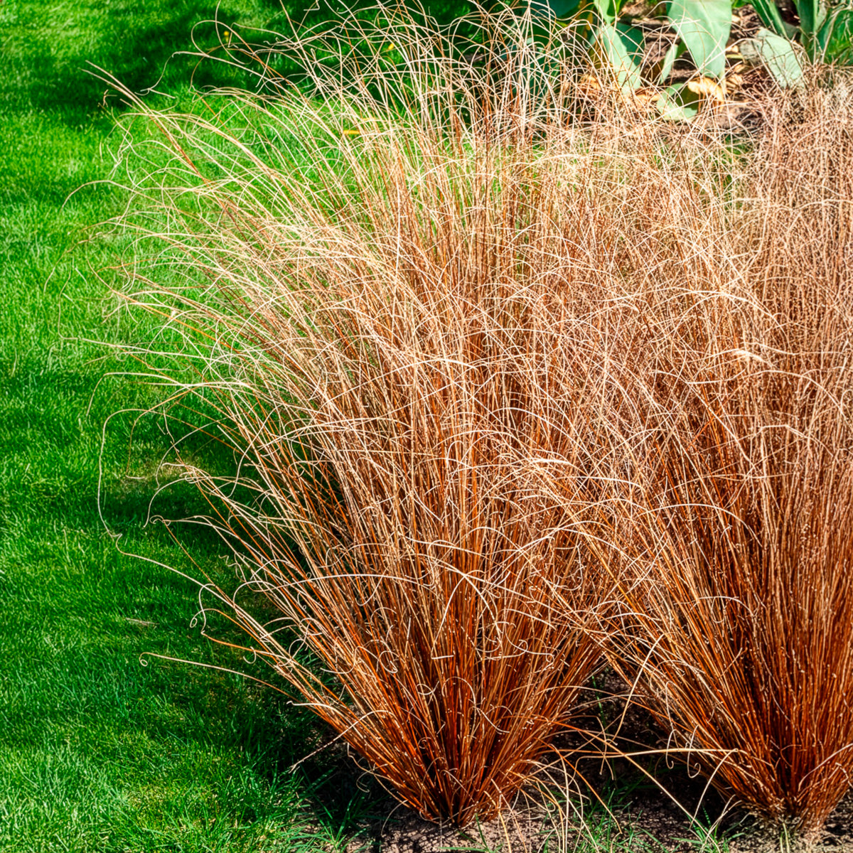 Zegge Buchananii - Carex buchananii - Bakker