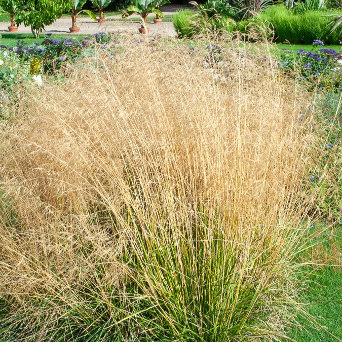 Smele Goldtau - Deschampsia cespitosa goldtau - Bakker