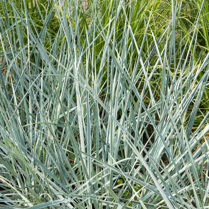 Siergrassen - Strandhaver Blue Dune - Leymus arenarius Blue Dune