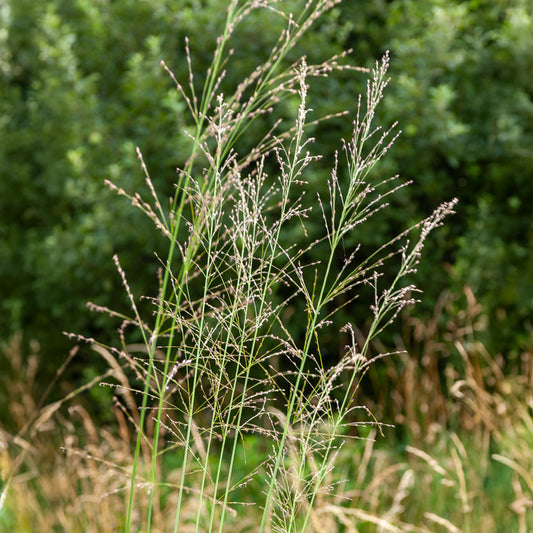 Pijpestrootje Transparent - Bakker