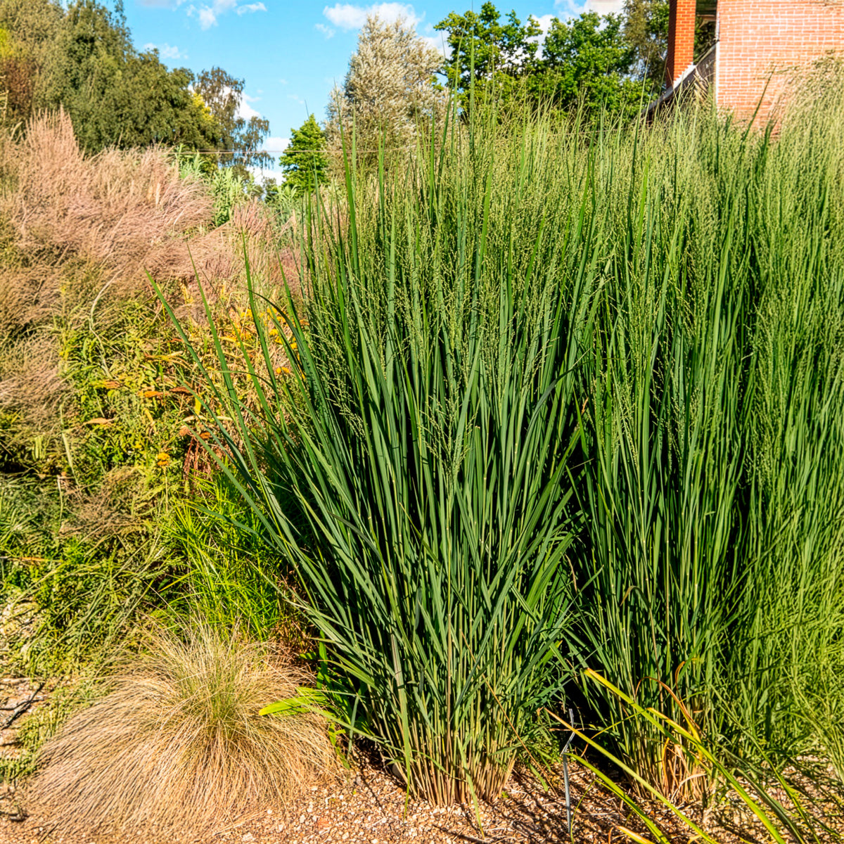 Panicum virgatum northwind - Vingergras 'Northwind' - Vingergras