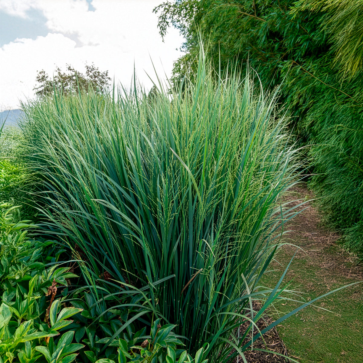 Vingergras - Vingergras 'Northwind' - Panicum virgatum northwind