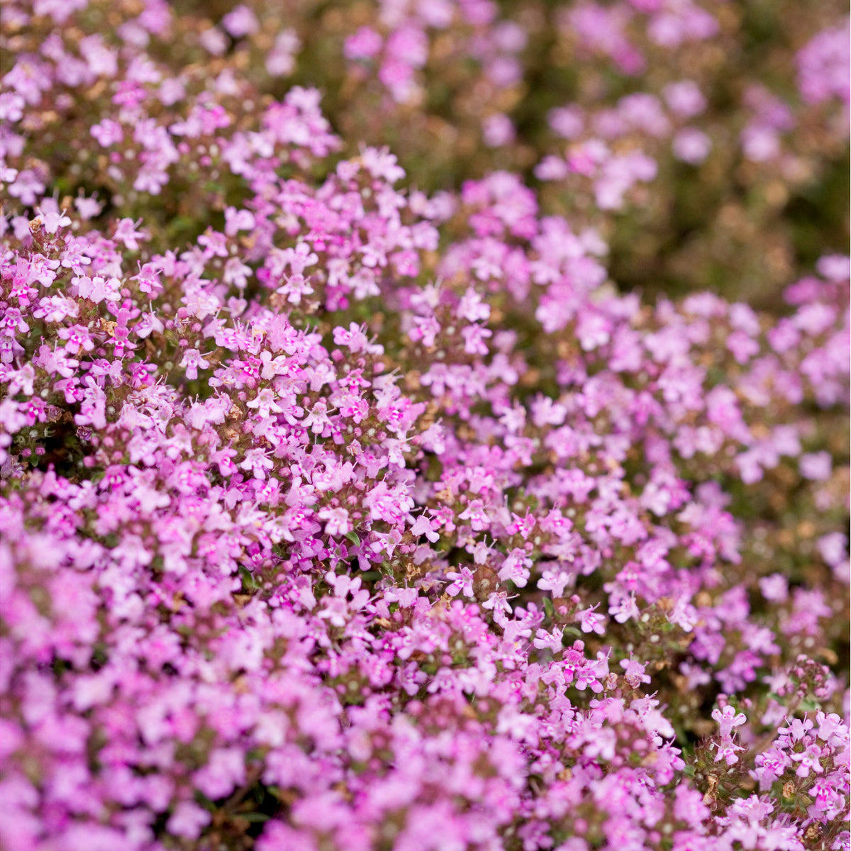 Kruiptijm 'Coccineus' - Thymus praecox coccineus - Bakker