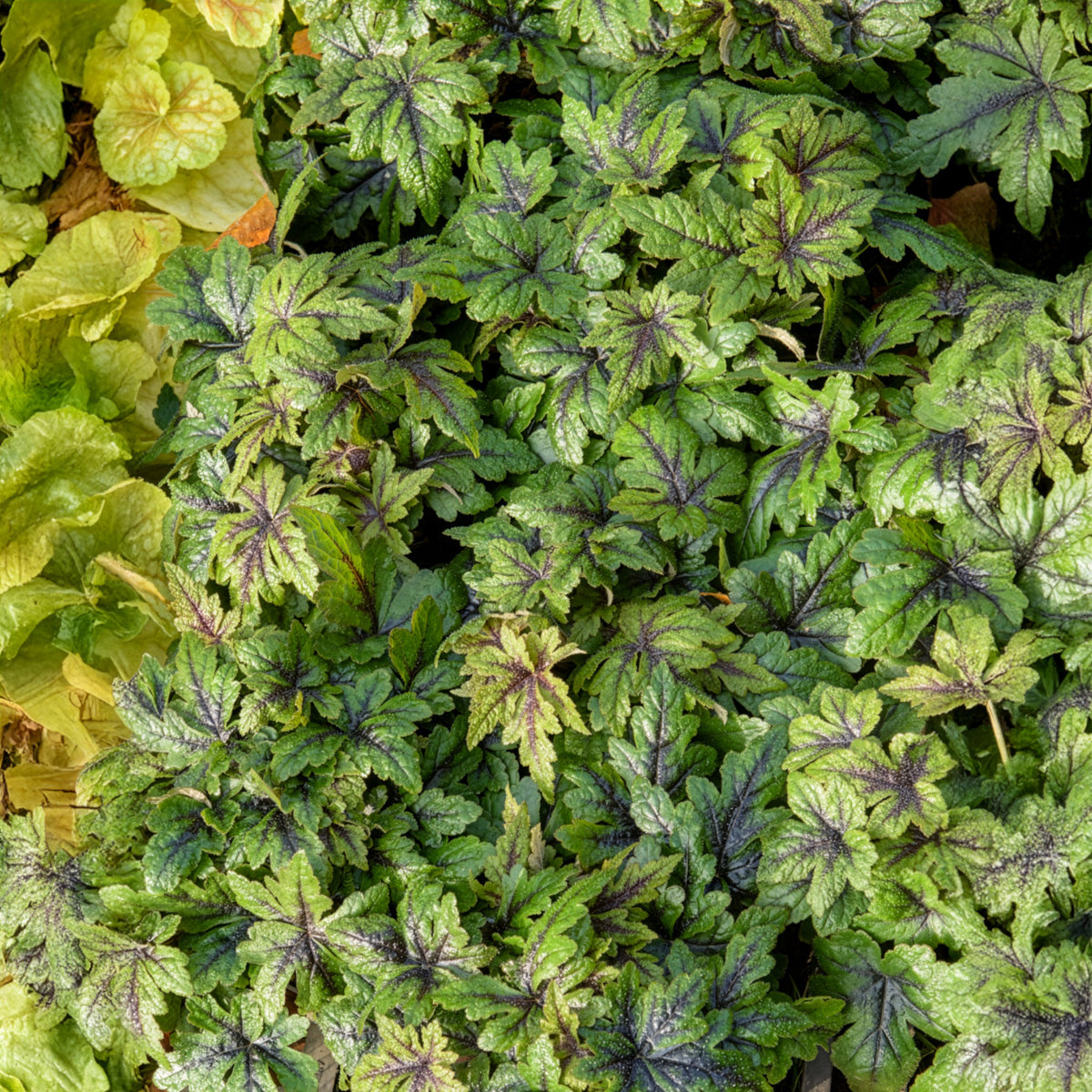 Tiarella Sugar and Spice - Perzische muts Sugar and Spice - Tiarella - Schuimbloem