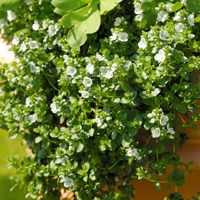 Ereprijs kruipend - Veronica repens - Bakker
