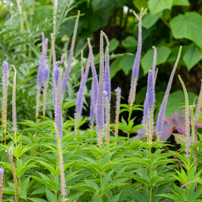 Scrophulariaceae Apollo - Veronicastrum virginicum Apollo - Bakker