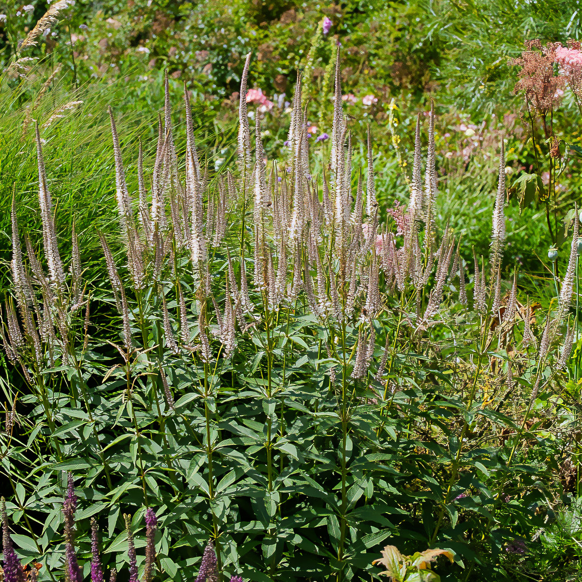 Scrophulariaceae Roseum - Bakker