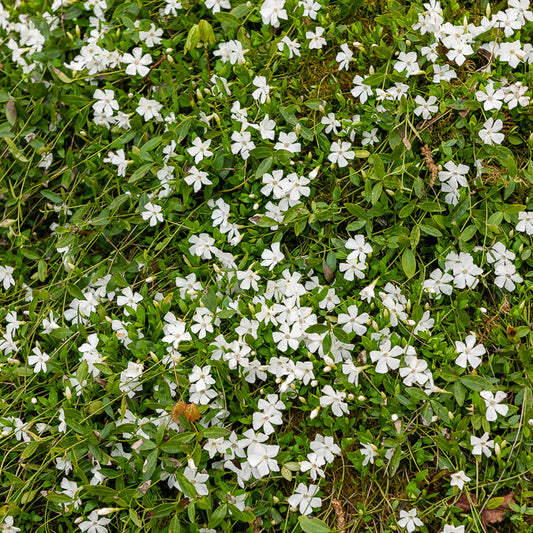 Maagdenpalm Gertrude Jekyll - Bakker