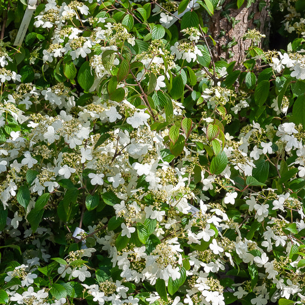Japanese sneeuwbal - Viburnum plicatum Watanabe - Bakker