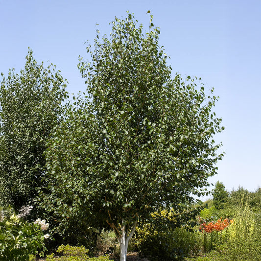 Himalayaberk - Bakker