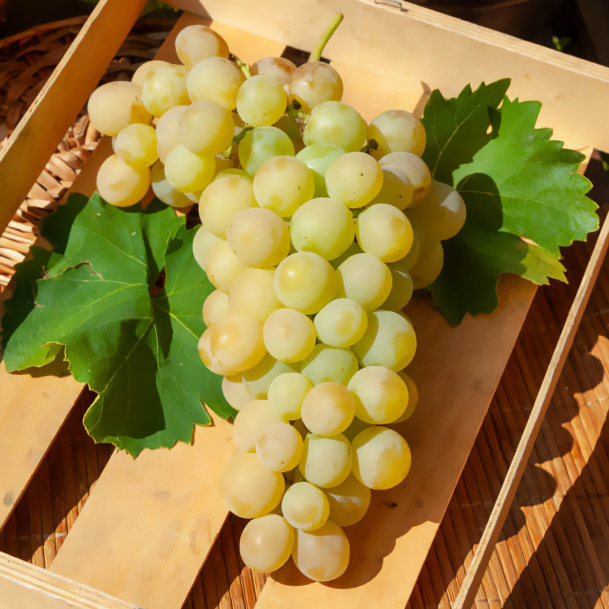 Witte druif 'Italia' - Vitis vinifera italia