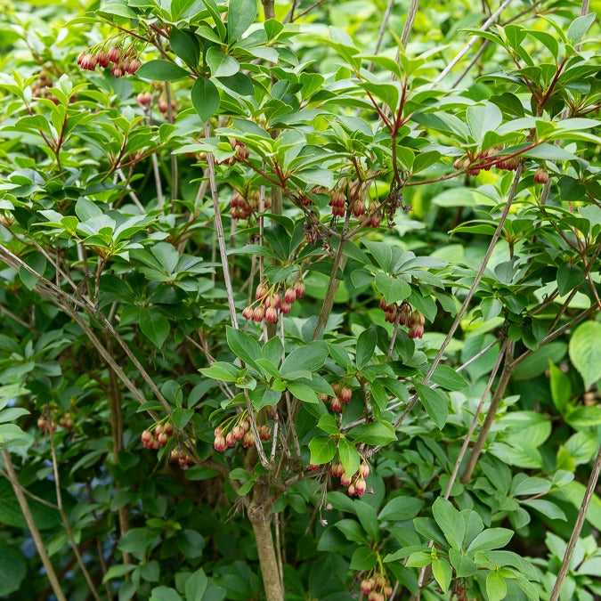 Pronkklokje - Enkianthus campanulatus red bells - Bakker