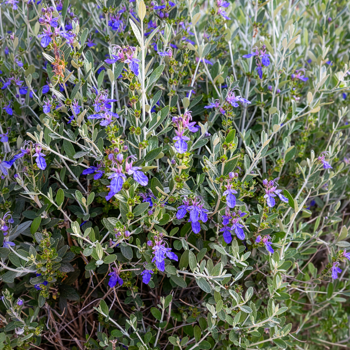 Gamander 'Azureum' - Bakker