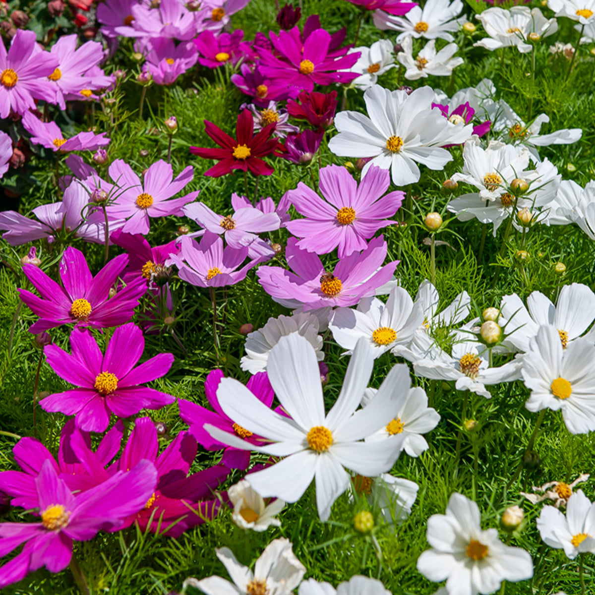 Verkoop Cosmos 'Sensation' - Cosmos bipinnatus