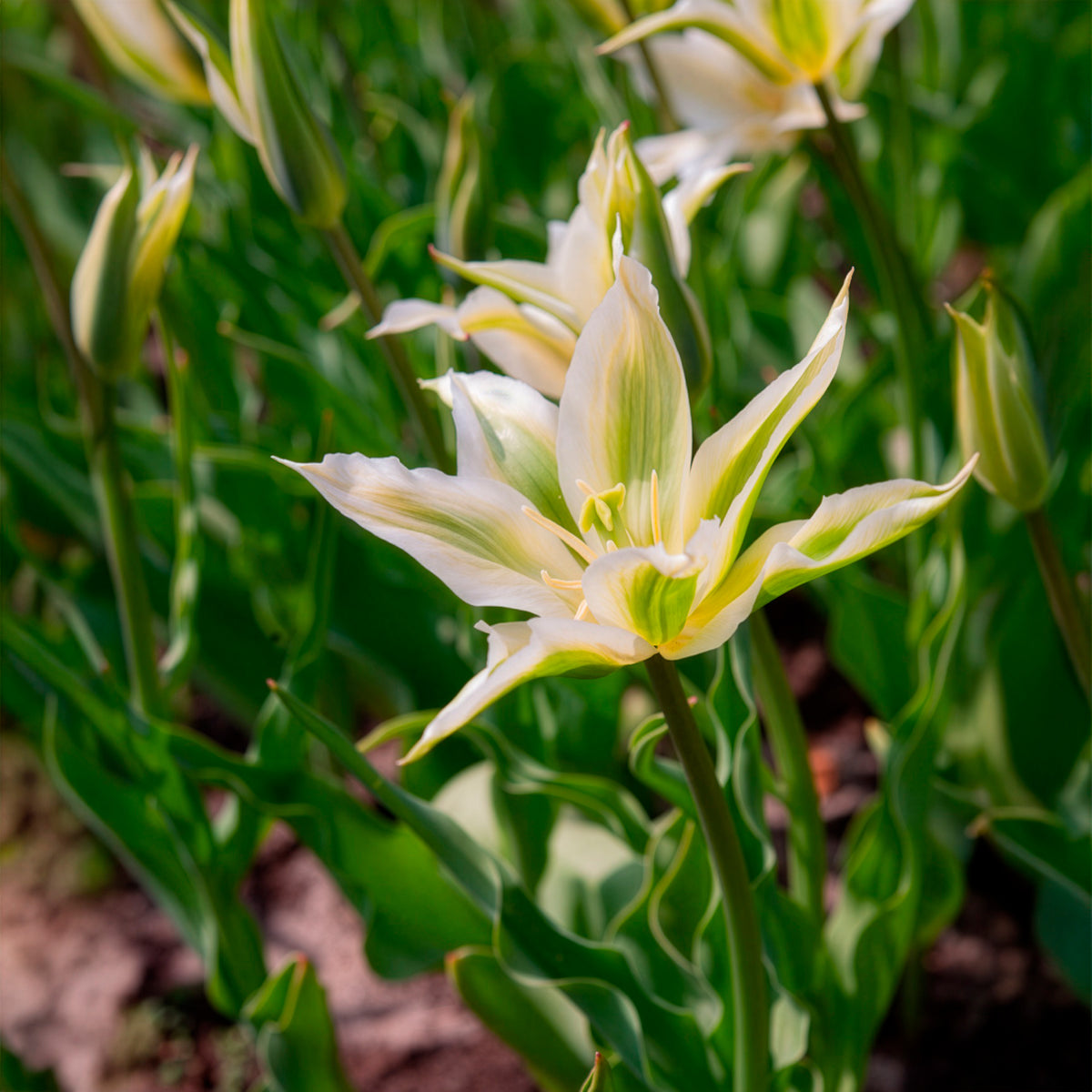 Verkoop Leliebloemige tulpen 'Greenstar' (x10) - Tulipa greenstar