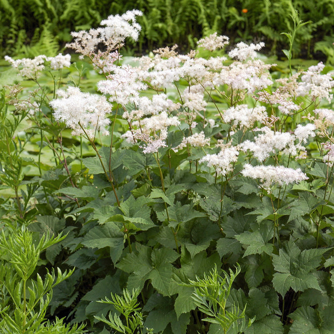 Knolspirea - Filipendula ulmaria - Bakker