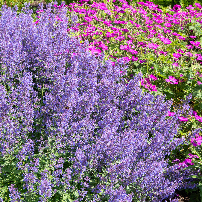 Kattekruid Junior Walker - Nepeta faassenii Junior Walker - Bakker