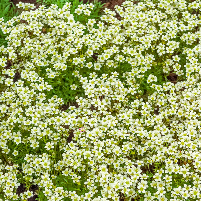 Steenbreek Arends Pixie White Steenbreek - Saxifraga arendsii White Pixie - Bakker