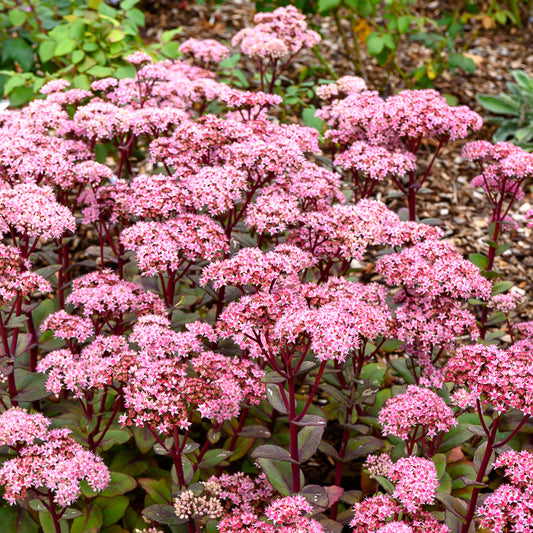 Vetkruid 'Matrona' - Bakker