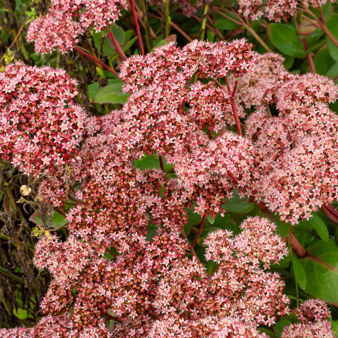 Sedum - Vetkruid - Vetkruid 'Matrona' - Sedum matrona