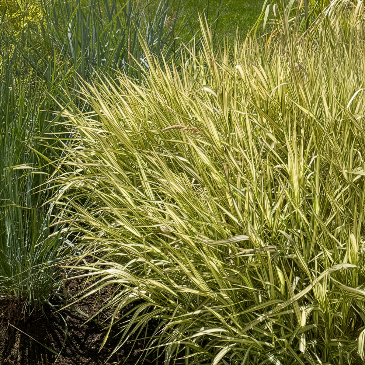 Verkoop Rietgras Feesey - Phalaris arundinacea Feesey
