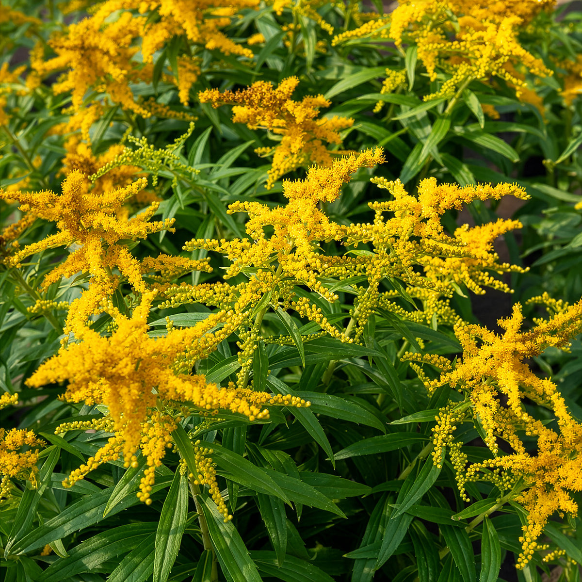 Solidago Golden Dwarf - Canadese guldenroede Golden Dwarf - Solidago - Guldenroede