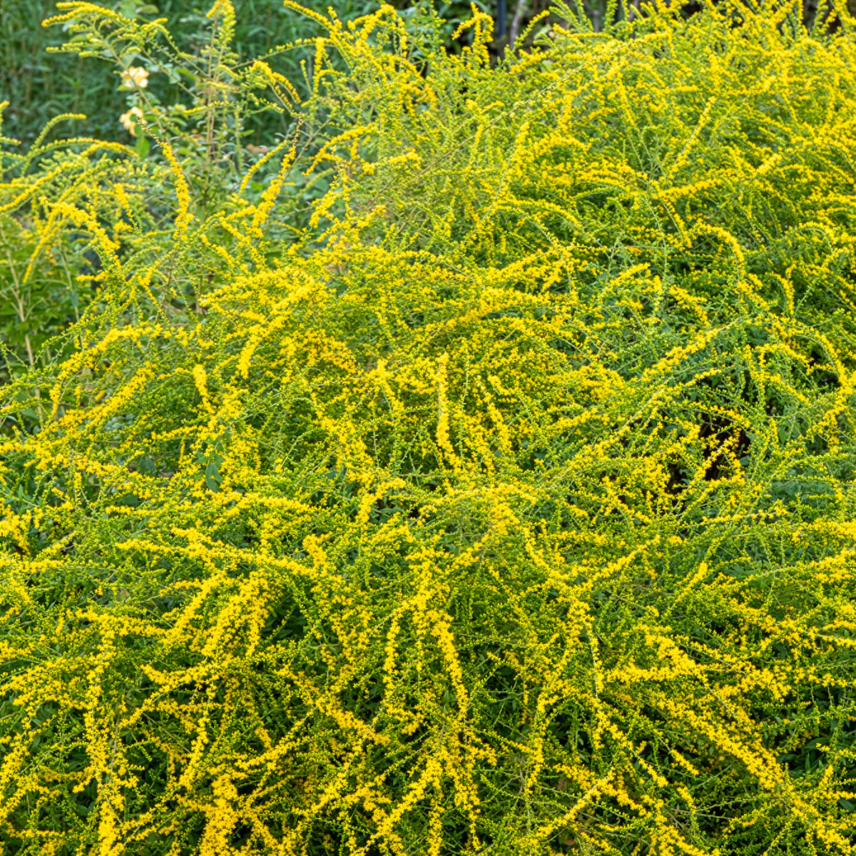 Guldenroede Fireworks - Solidago rugosa Fireworks - Bakker