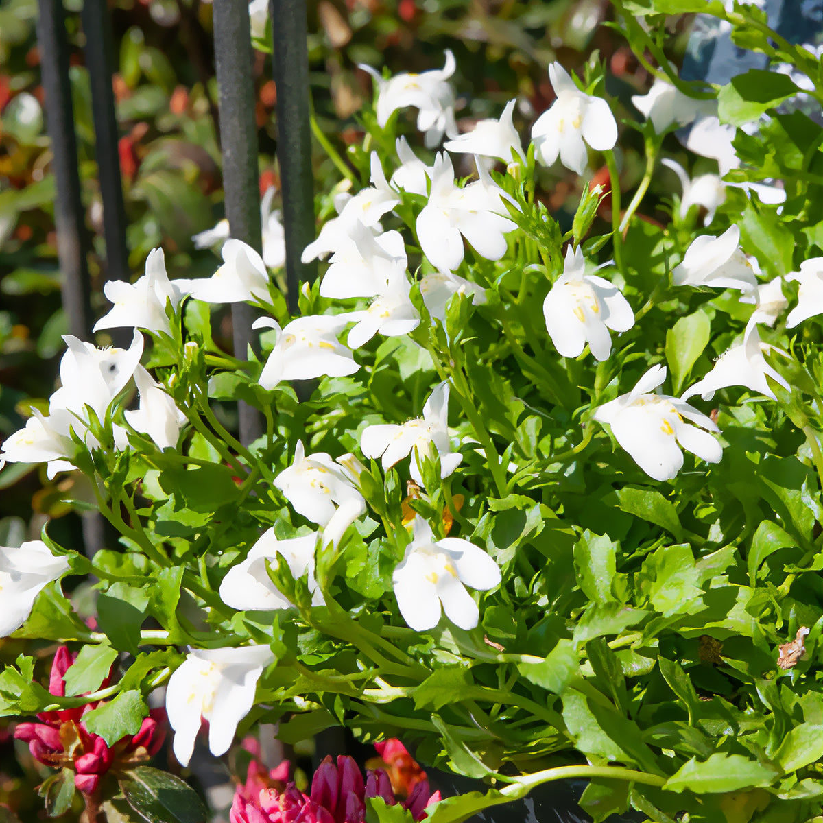 Witte mazus - Bakker