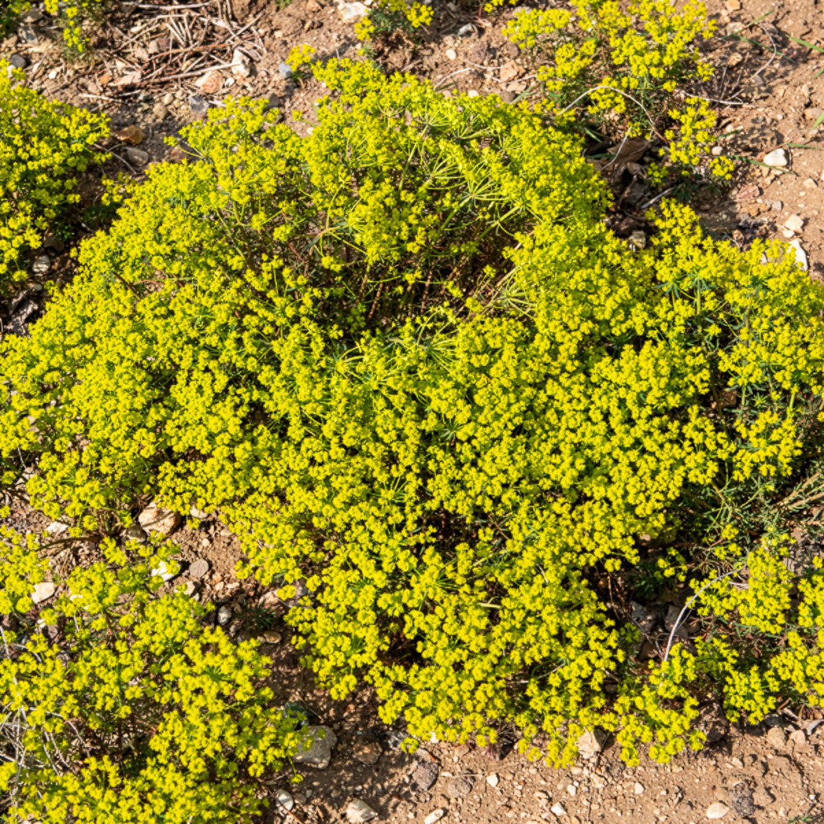 Verkoop Cypreswolfsmelk - Euphorbia cyparissias