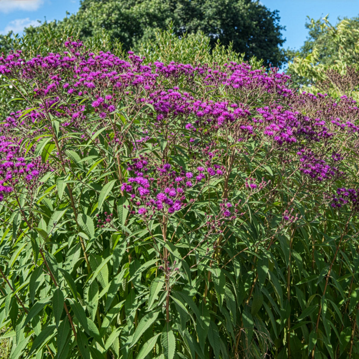 Ijzerkruid - Vernonia crinita - Bakker