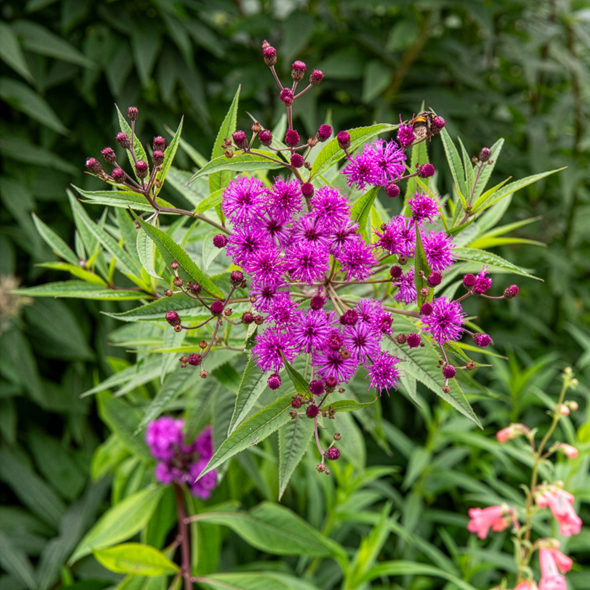Wilde tuinplanten - Ijzerkruid - Vernonia crinita