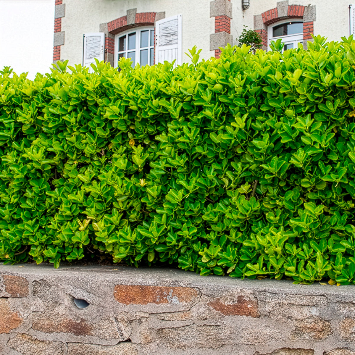 Japanese kardinaalsmuts - Euonymus japonicus - Bakker