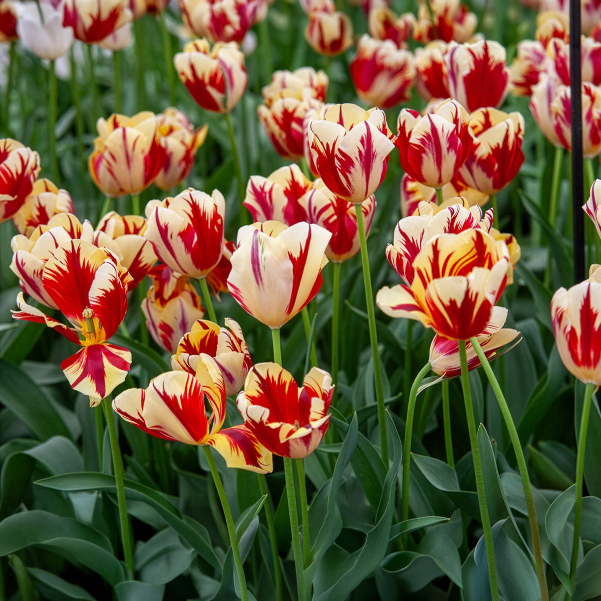 Tulpen Triomphe Grand Perfection