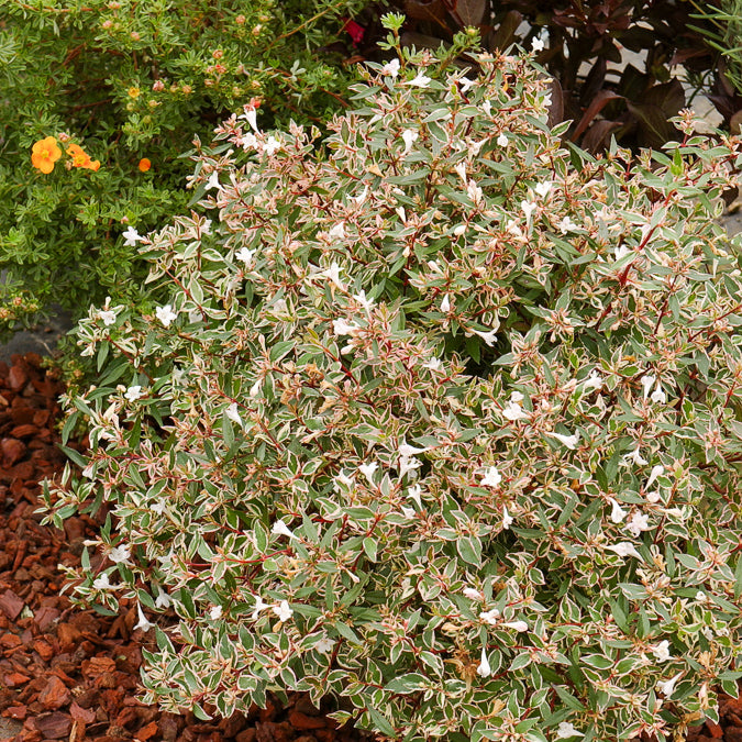 Abelia grandiflora Confetti - Abelia grandiflora Confetti - Bakker