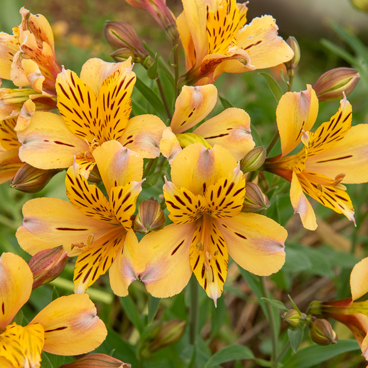 Incalelie - Alstroemeria Hertog van Anjou Nicolas - Alstroemeria Duc d'Anjou Nicolas - Bakker
