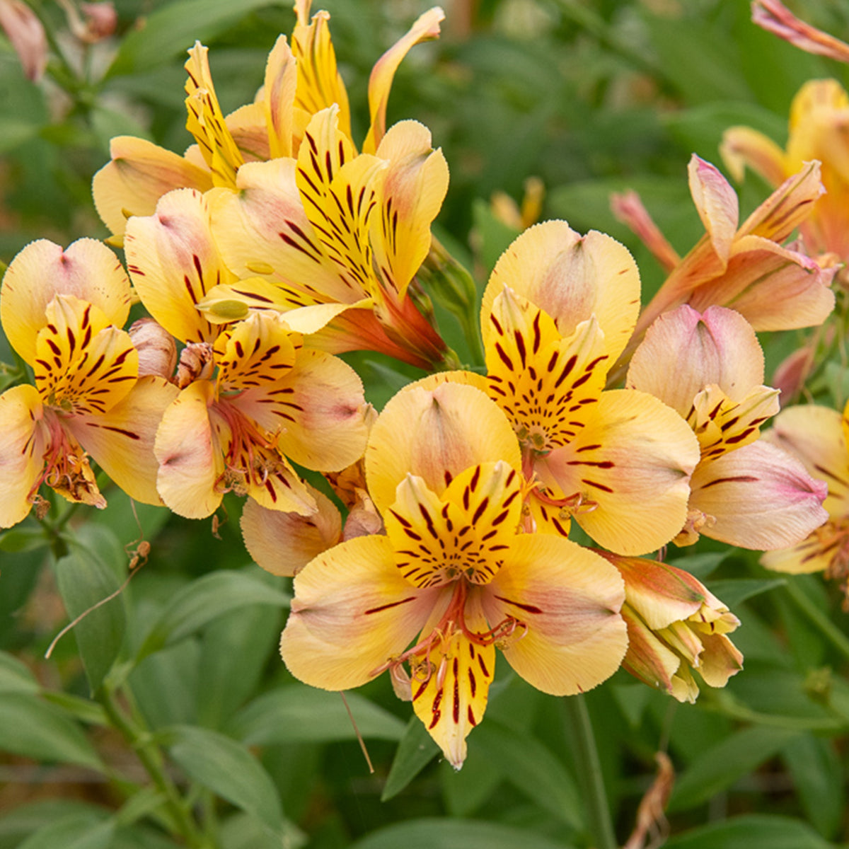 Incalelie - Alstroemeria Majestic Layon - Alstroemeria Majestic Layon - Bakker