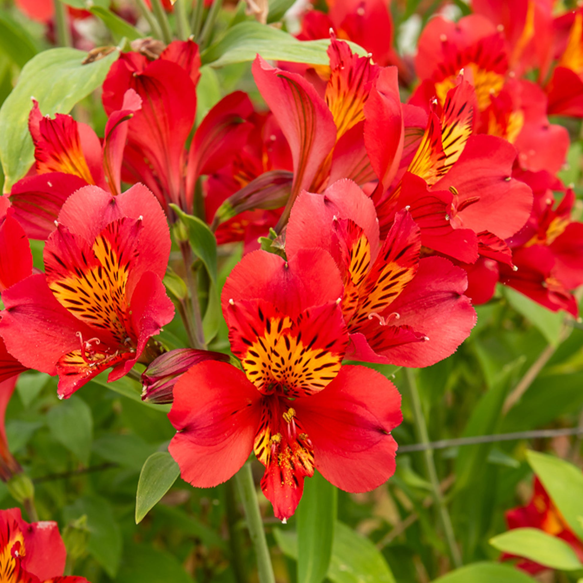 Incalelie - Alstroemeria Majestic Liré - Alstroemeria Majestic Liré - Bakker