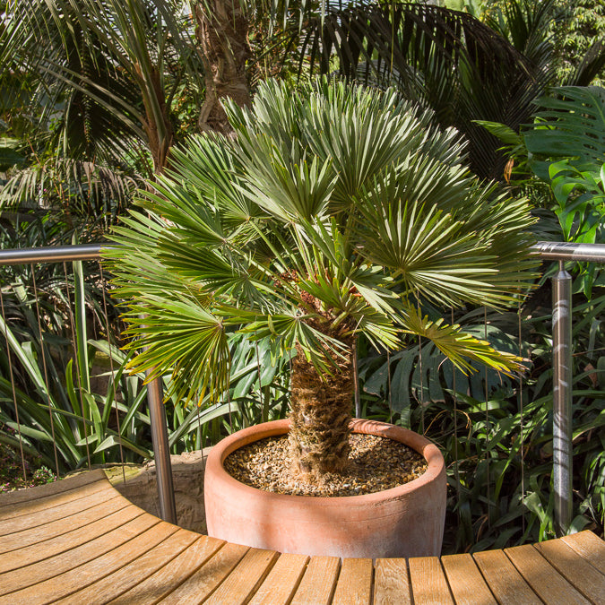 Chamaerops humilis Vulcano  - Dwergpalm Vulcano - Palmen