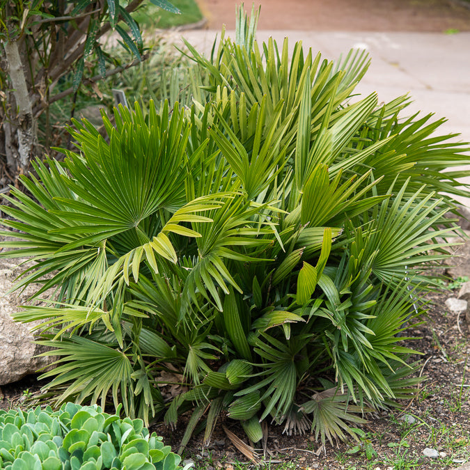 Dwergpalm Vulcano - Chamaerops humilis Vulcano  - Bakker